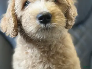 Aussiedoodle dogs Date - Ad 23