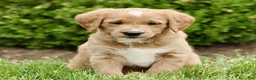 Labradoodle dogs for sale: Star  - Ad 3