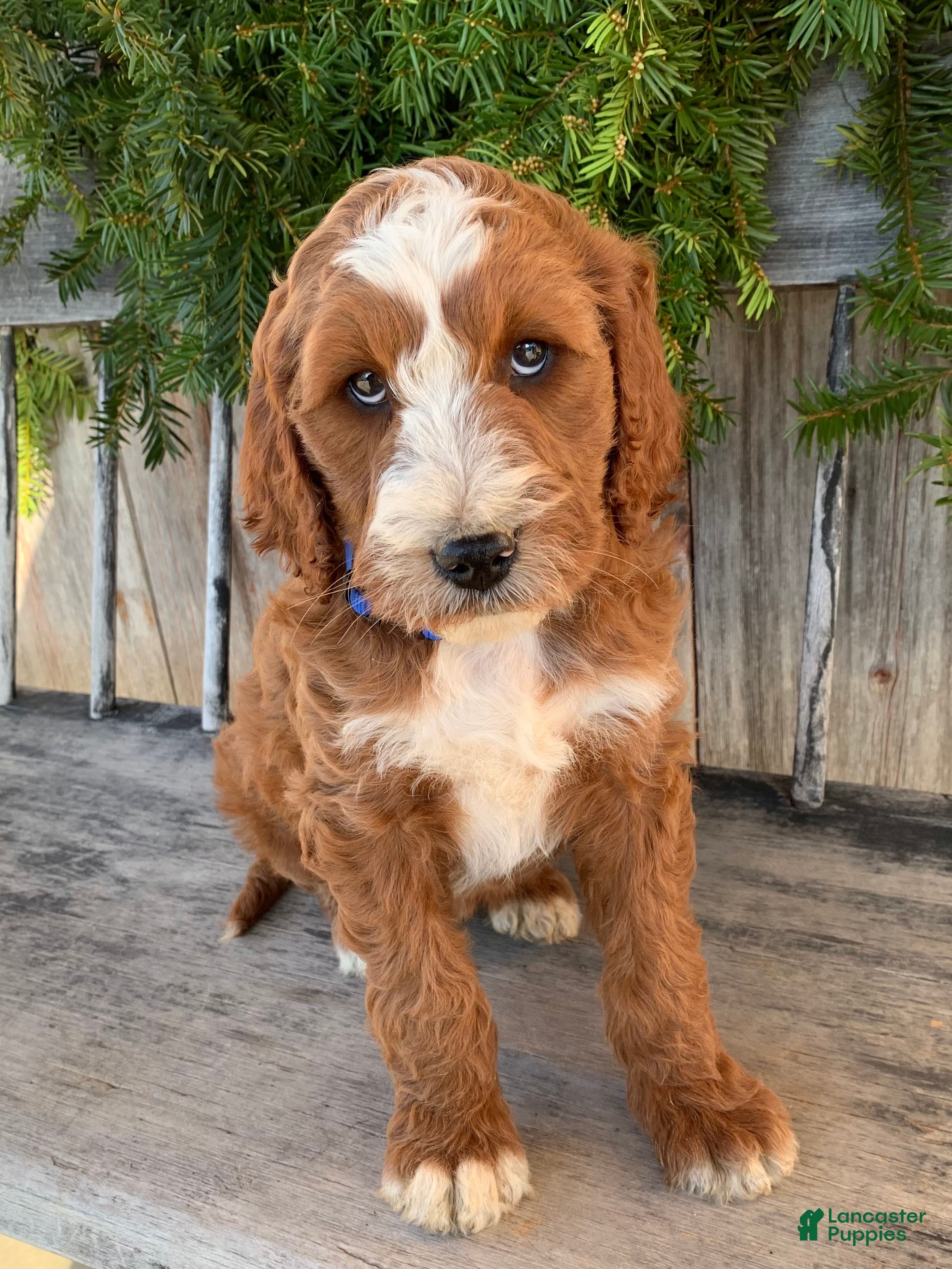 Irish Doodle dogs Murphy - Ad 2