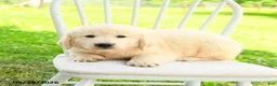 Mixed Breed dogs for sale: Auden - Ad 4