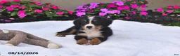 Bernese Mountain Dog dogs for sale: Rhett - Ad 4