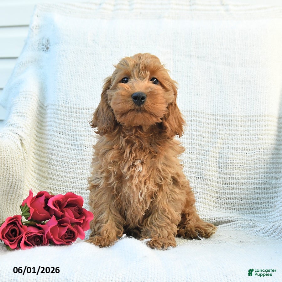 Cockapoo dogs Jaden - Ad 1