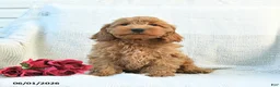 Cockapoo dogs for sale: Jaden - Ad 1