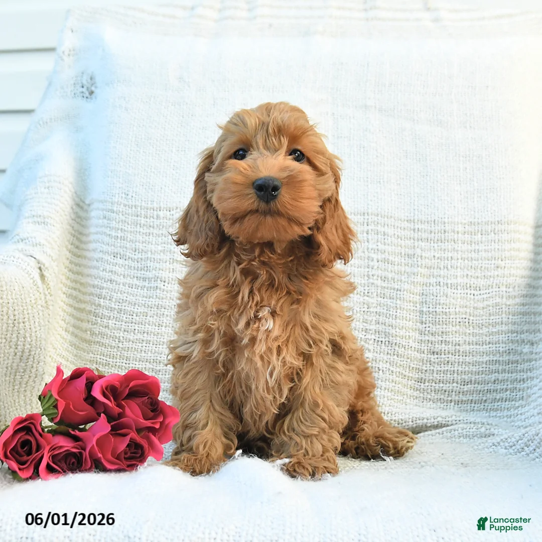 Cockapoo dogs for sale: Jaden - Ad 1