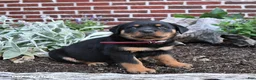 Rottweiler dogs for sale: Bailey - Ad 2