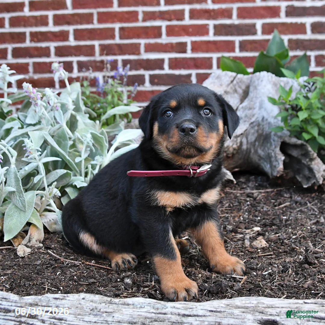 Rottweiler dogs for sale: Bailey - Ad 2