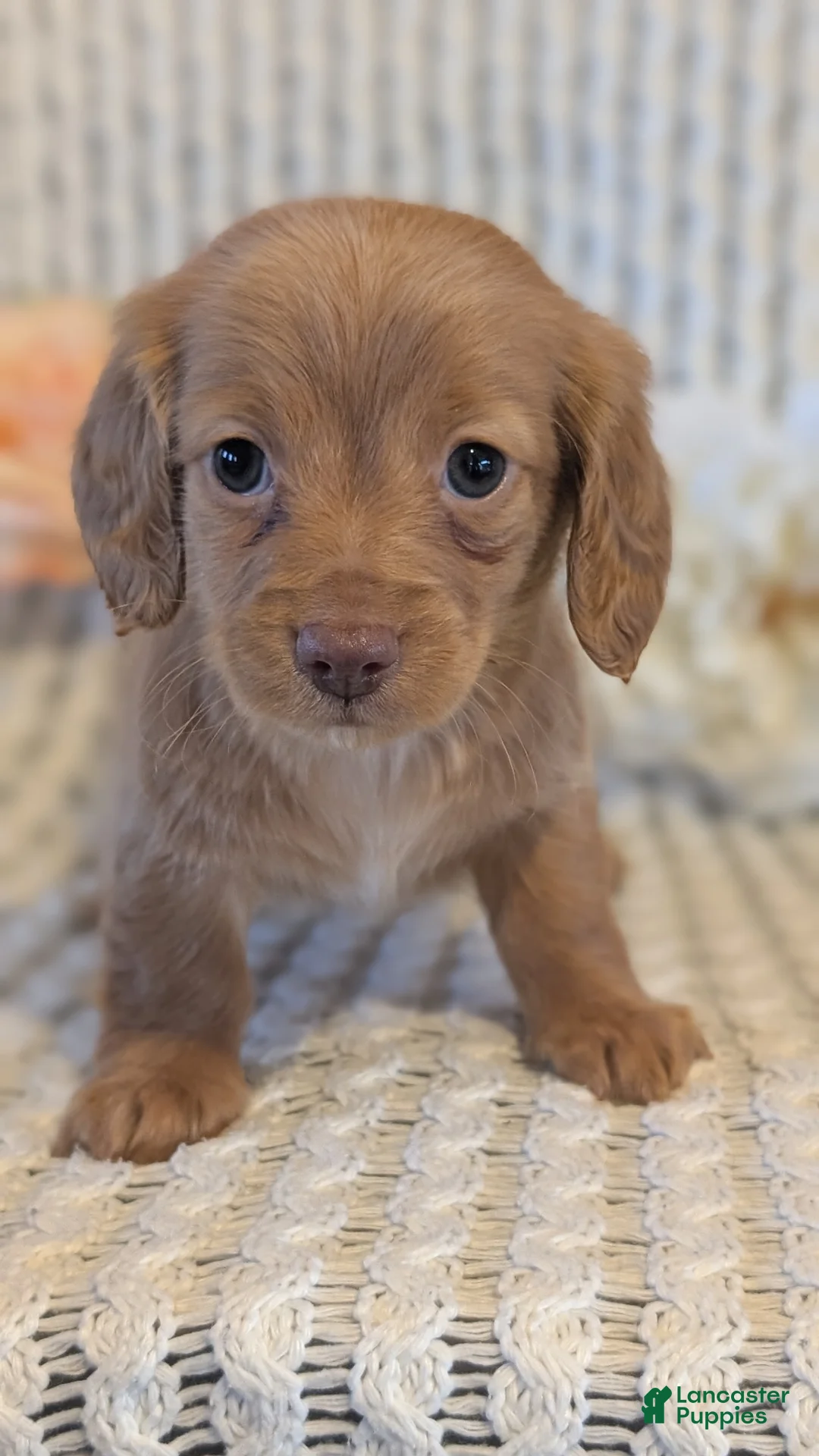 Miniature Dachshund dogs for sale: Lady - Ad 10
