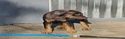 Doberman Pinscher dogs for sale: Doberman Pinscher 1 - Ad 13