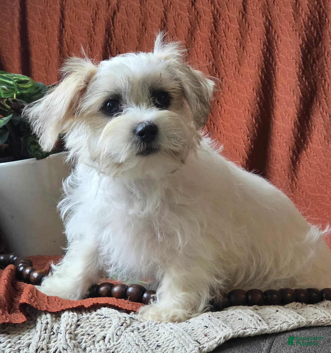 Mixed Breed dogs for sale: Voilet - Ad 2