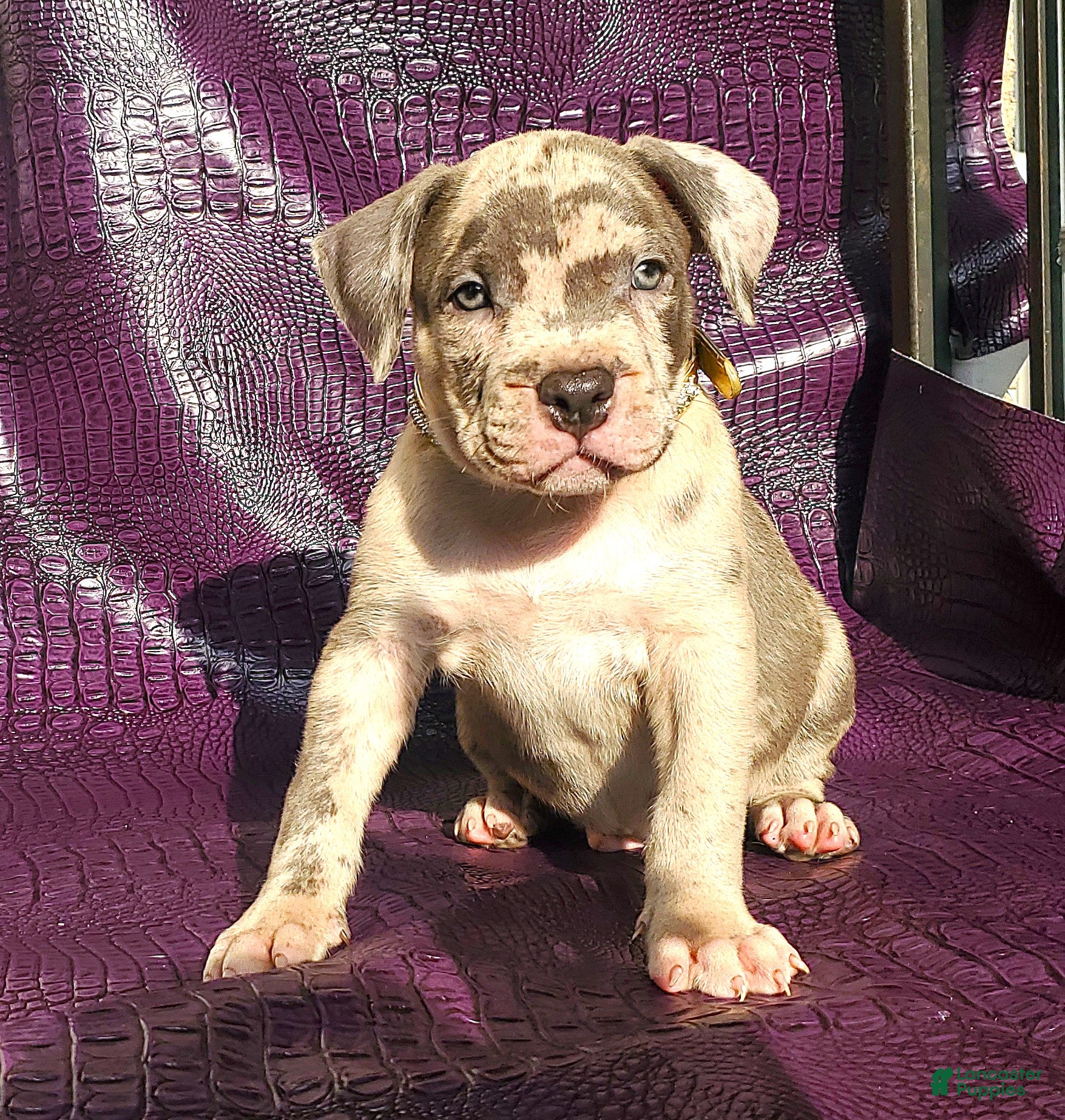 American Bully dogs American Bully Puppy 1 - Ad 7