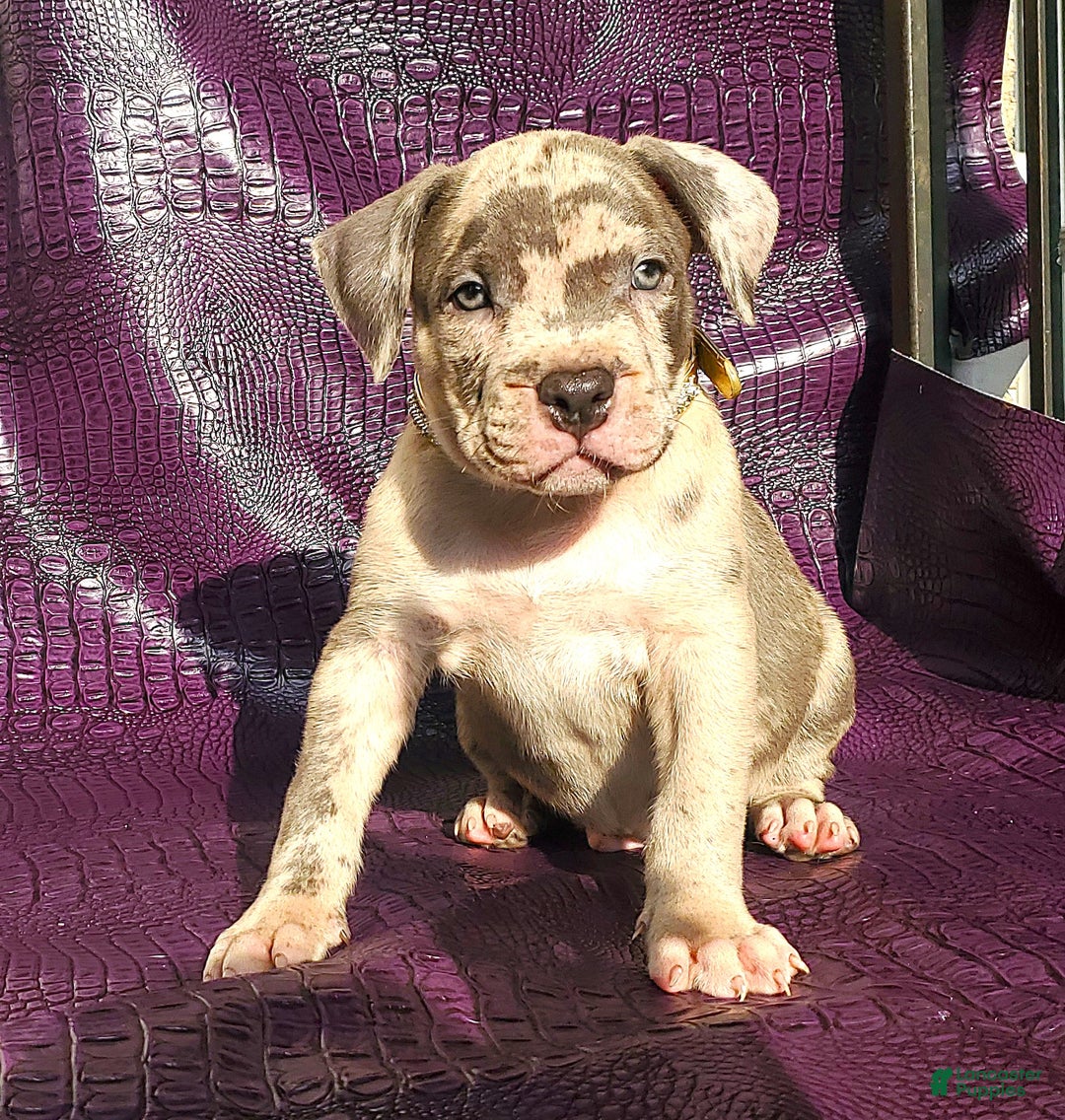 American Bully dogs for sale: American Bully Puppy 1 - Ad 1