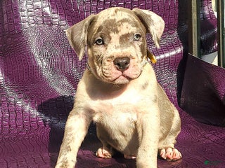 American Bully dogs American Bully Puppy 1 - Ad 7