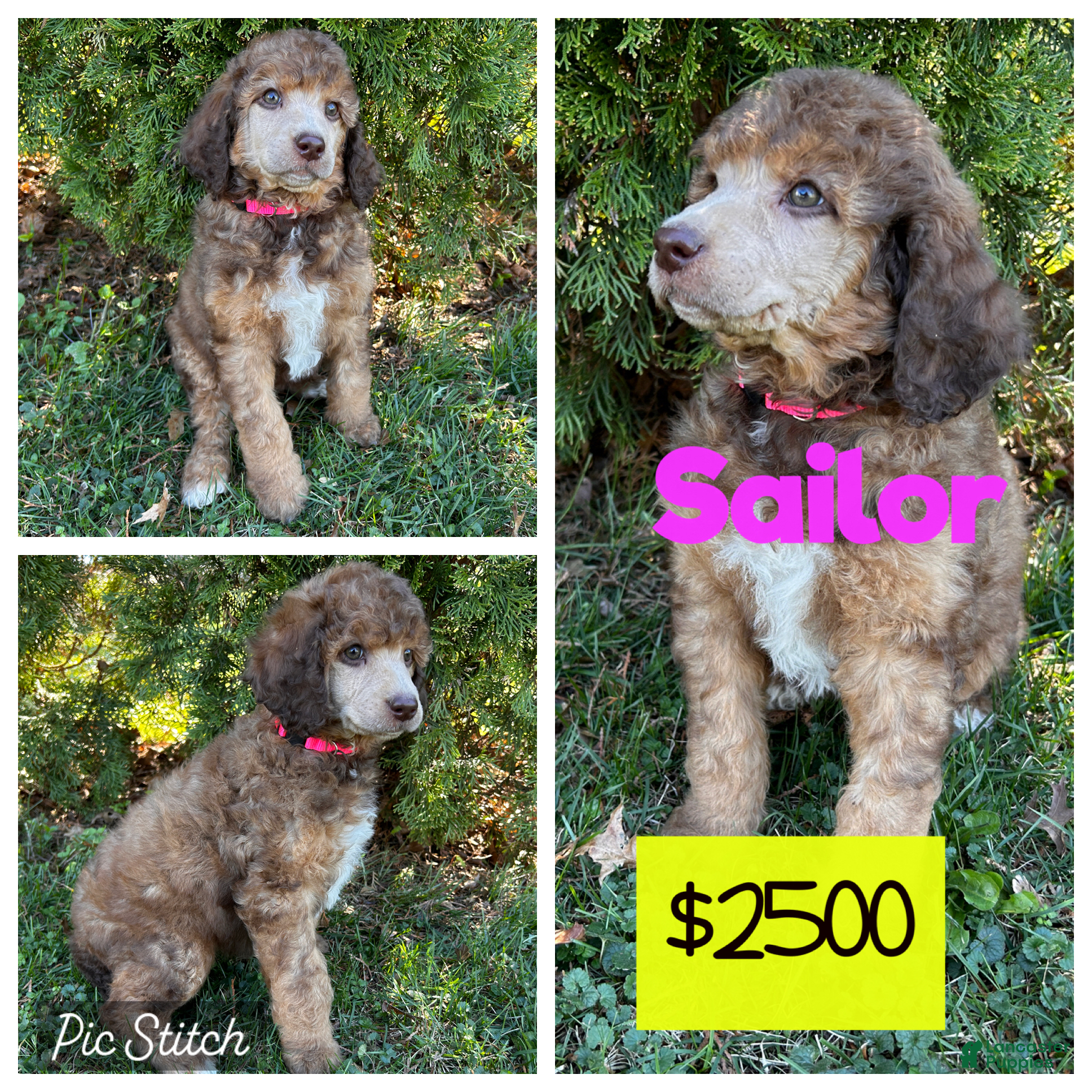 Standard Poodle dogs ⚓️Sailor-AKC Standard🐩 - Ad 1