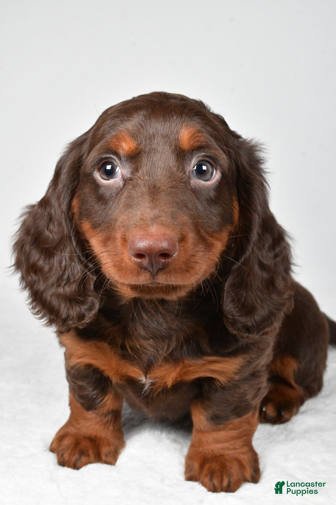 Miniature Dachshund dogs for sale: Alex - Ad 6