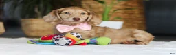 Miniature Dachshund dogs for sale: Schnitzel - Ad 3