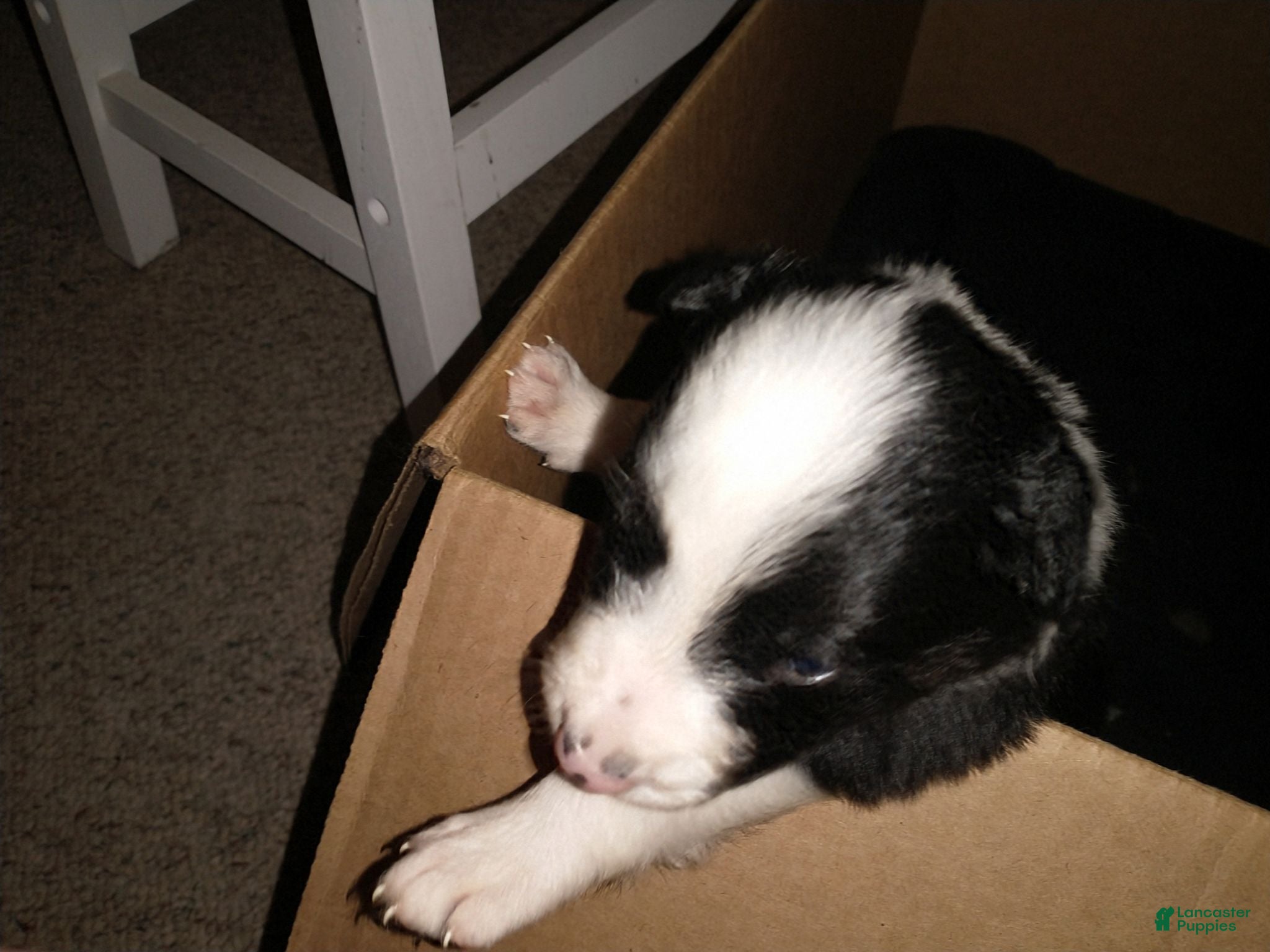 Border Collie dogs Border Collie 5 - Ad 12