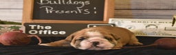 English Bulldog dogs for sale: Dwight - Ad 8
