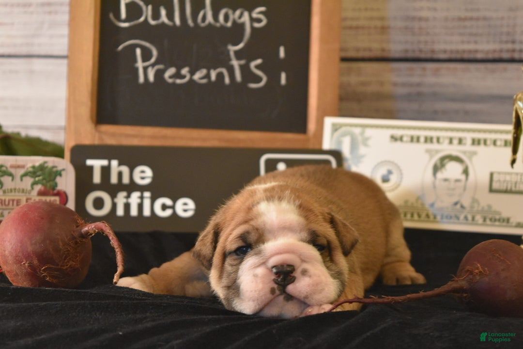 English Bulldog dogs for sale: Dwight - Ad 8