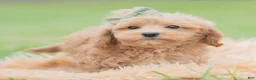 Maltipoo dogs for sale: Nugget - Ad 2