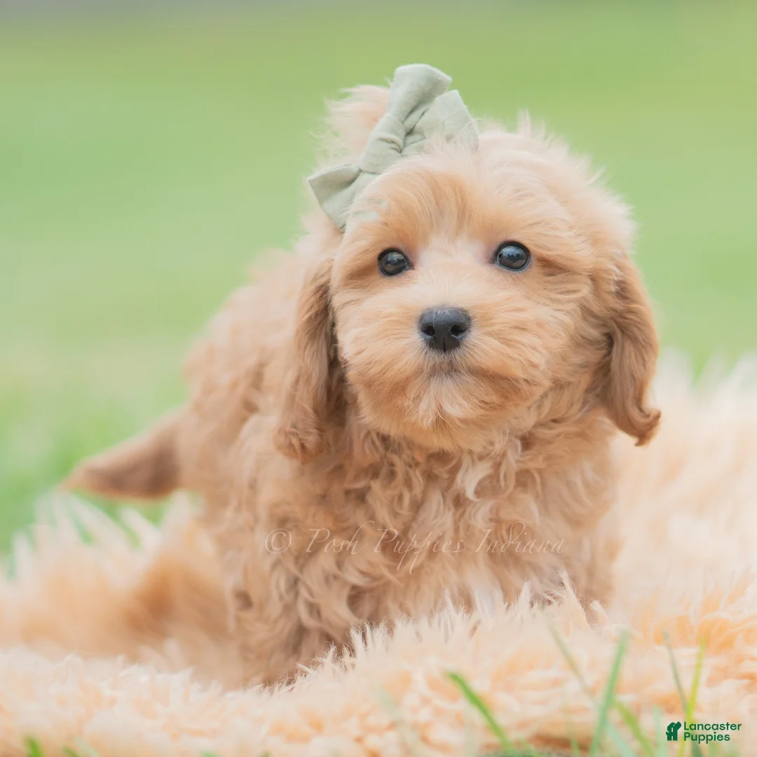 Maltipoo dogs for sale: Nugget - Ad 2
