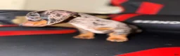 Miniature Dachshund dogs for sale: Miniature Dachshund 1 - Ad 4