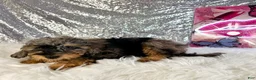 Bernedoodle dogs for sale: Whistles - Ad 4