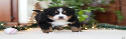 Bernese Mountain Dog dogs for sale: Princess Star - Ad 23