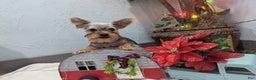 Yorkshire Terrier dogs for sale: Mike - Ad 1