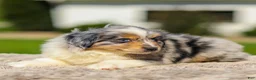 Miniature Australian Shepherd dogs for sale: Ishi - Ad 5