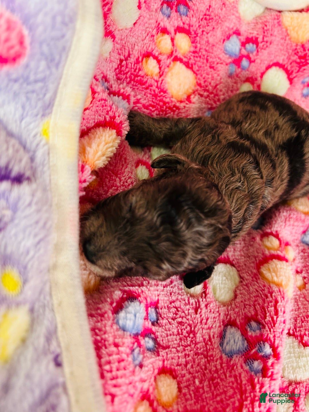 Cavapoo dogs for sale: Lilly - Ad 4