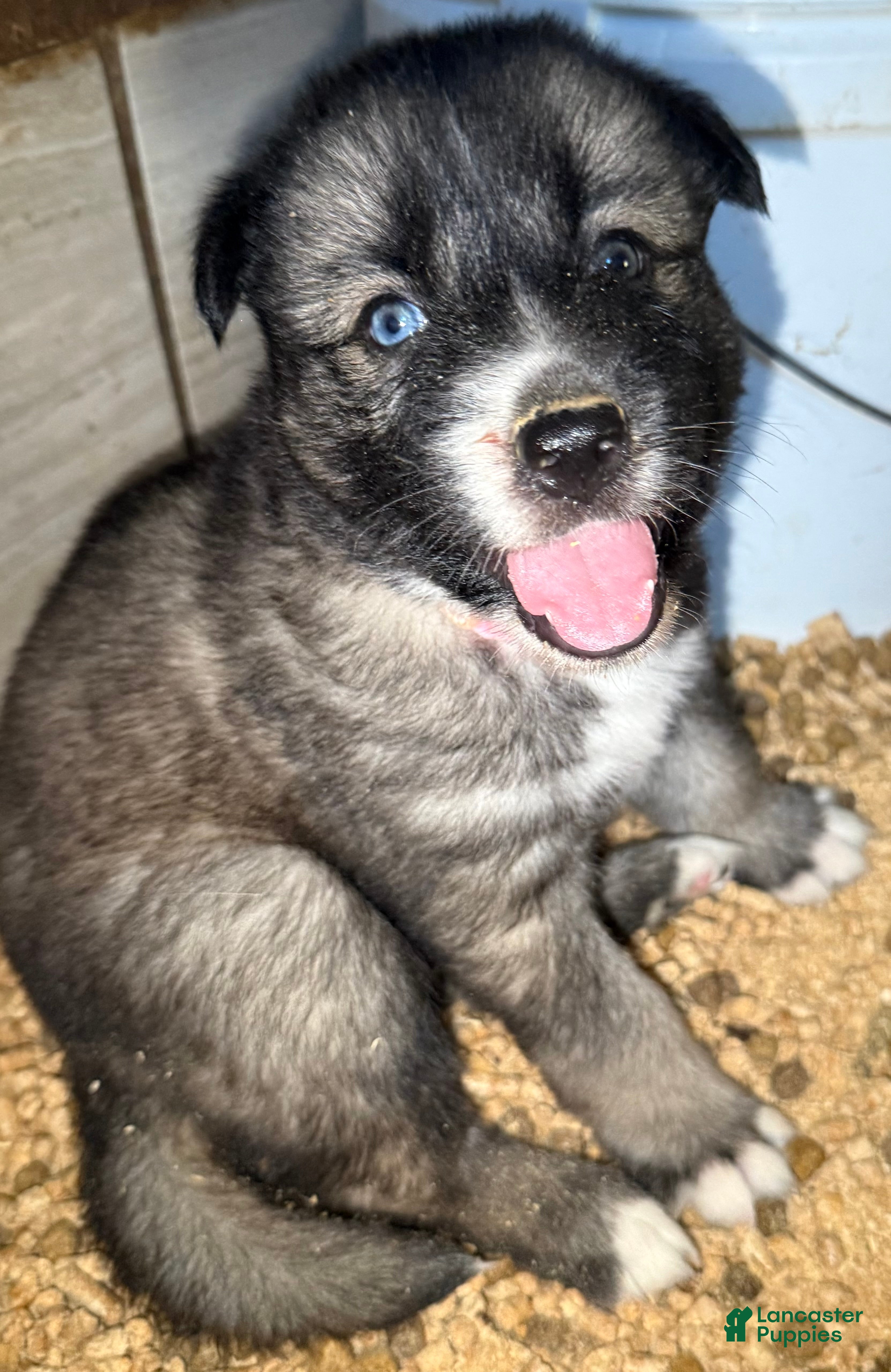 Gerberian Shepsky dogs Teeter - Ad 1