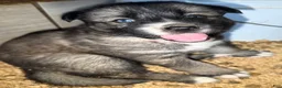 Gerberian Shepsky dogs for sale: Teeter - Ad 1