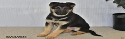 German Shepherd dogs for sale: Rain - Ad 1