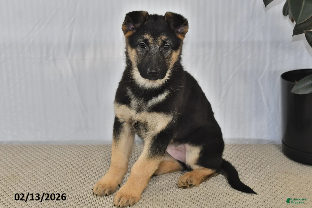 German Shepherd dogs for sale: Rain - Ad 1