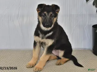 German Shepherd dogs Rain - Ad 33