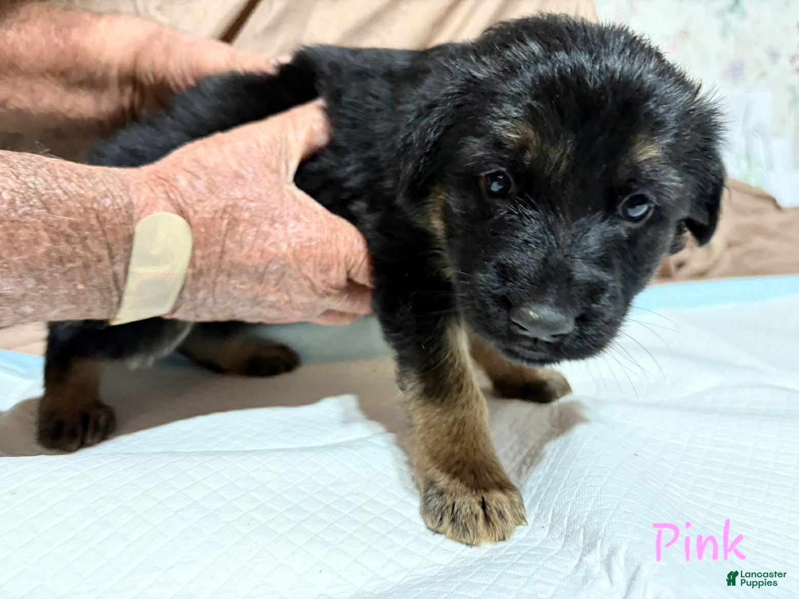 German Shepherd dogs Pink Collar Female - Ad 23