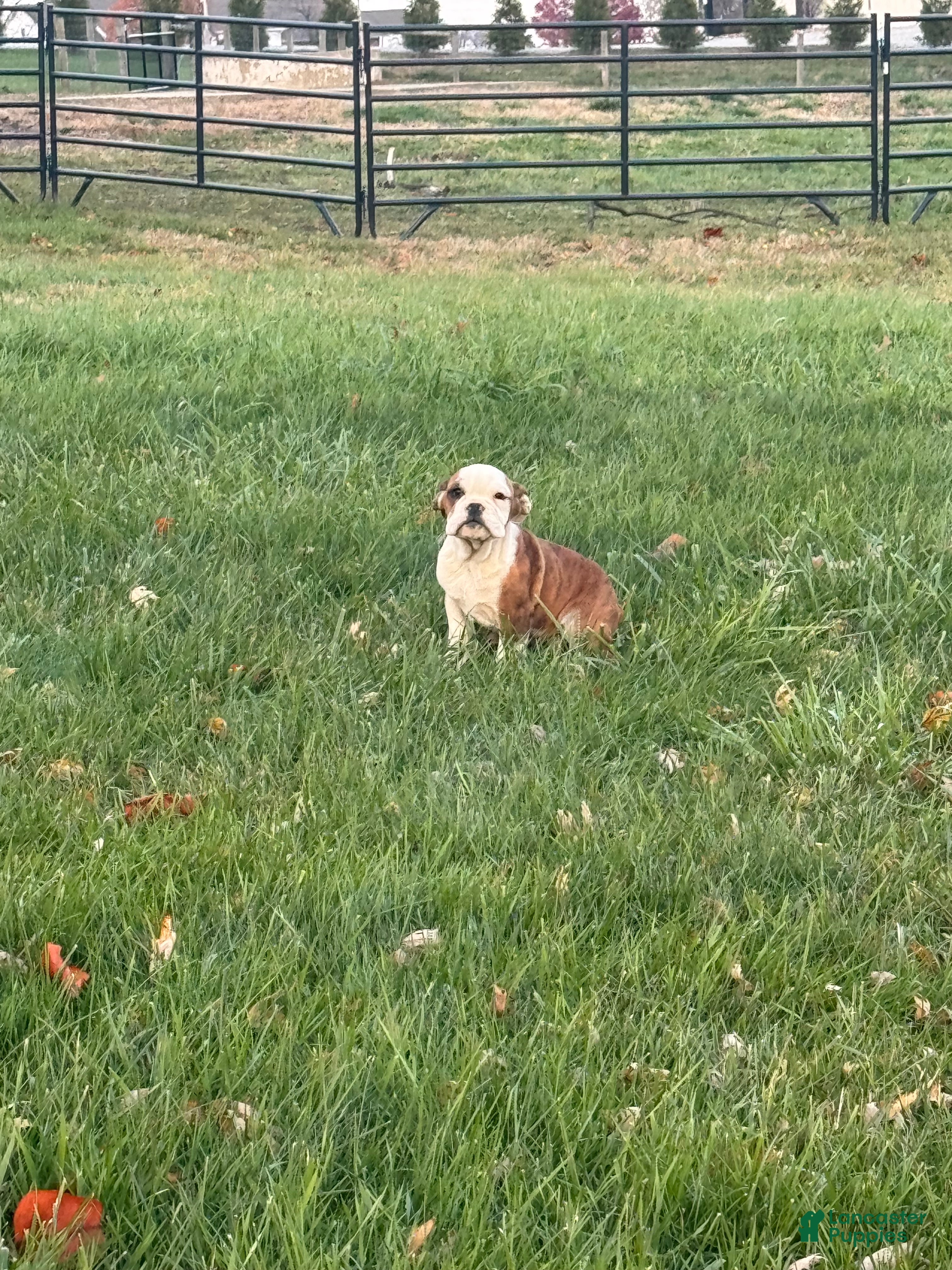 English Bulldog dogs Hunter  - Ad 22