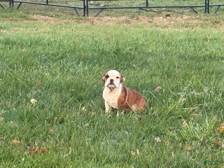 English Bulldog dogs Hunter - Ad 22