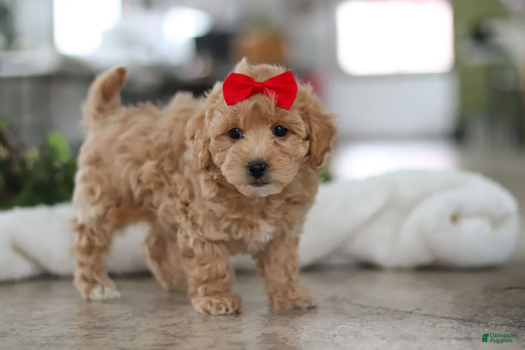 Maltipoo dogs for sale: Lucy - Ad 3