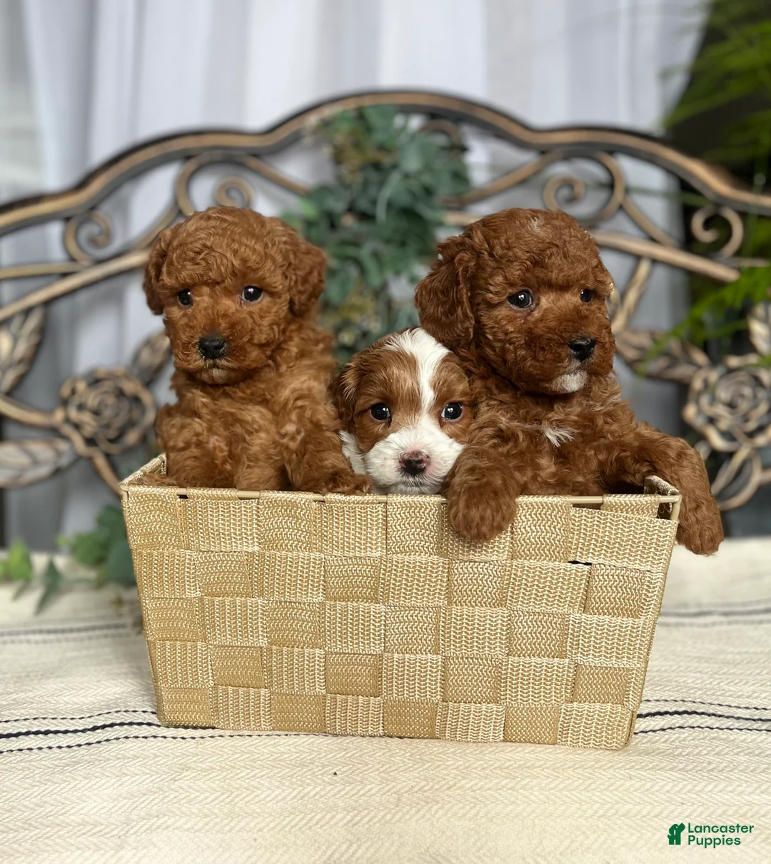 Miniature Poodle dogs for sale: Baby Cakes❤️🐾AKC Genetic Tested🐾Call 717-529-1907 - Ad 4