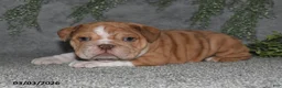 English Bulldog dogs for sale: Alisha - Ad 3