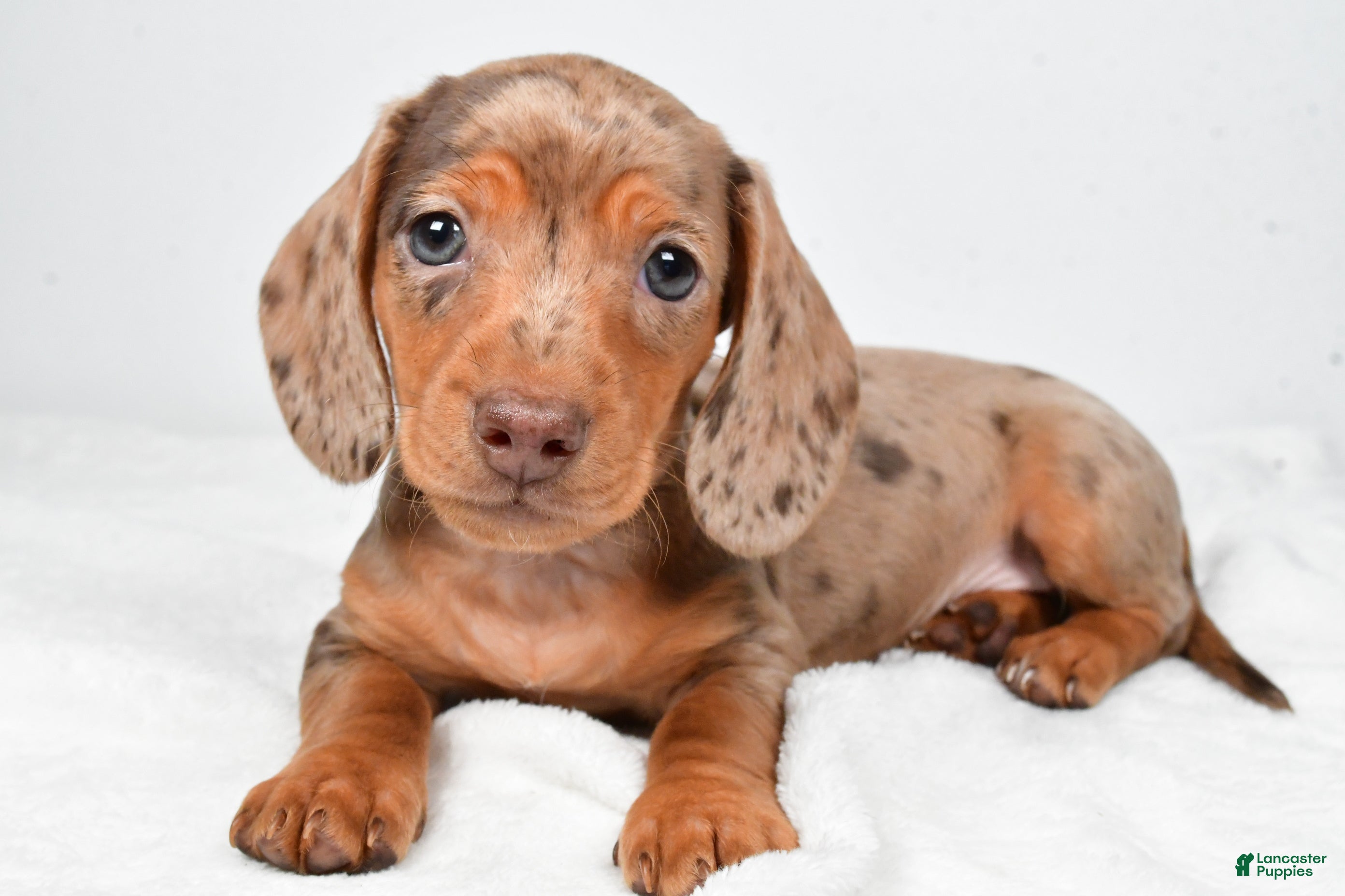 Miniature Dachshund dogs Mason - Ad 1