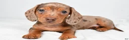 Miniature Dachshund dogs for sale: Mason - Ad 1