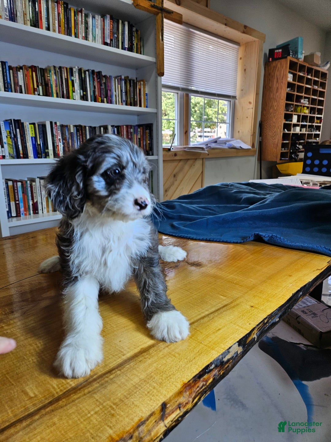 Mixed Breed dogs for sale: Grayson - Ad 6