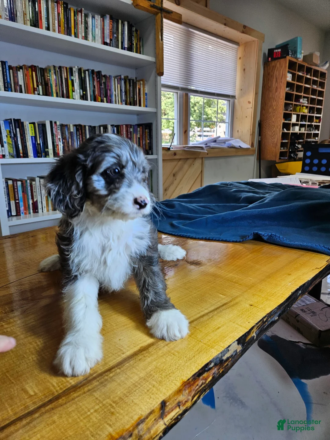 Mixed Breed dogs for sale: Grayson - Ad 4