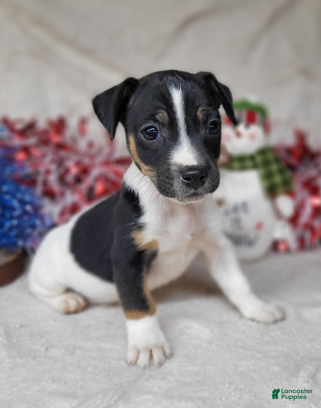 Jack Russell Terrier dogs for sale: FOSTER of Westfork - Ad 9