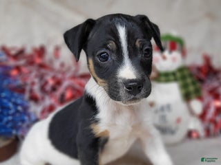 Jack Russell Terrier dogs FOSTER of Westfork - Ad 7