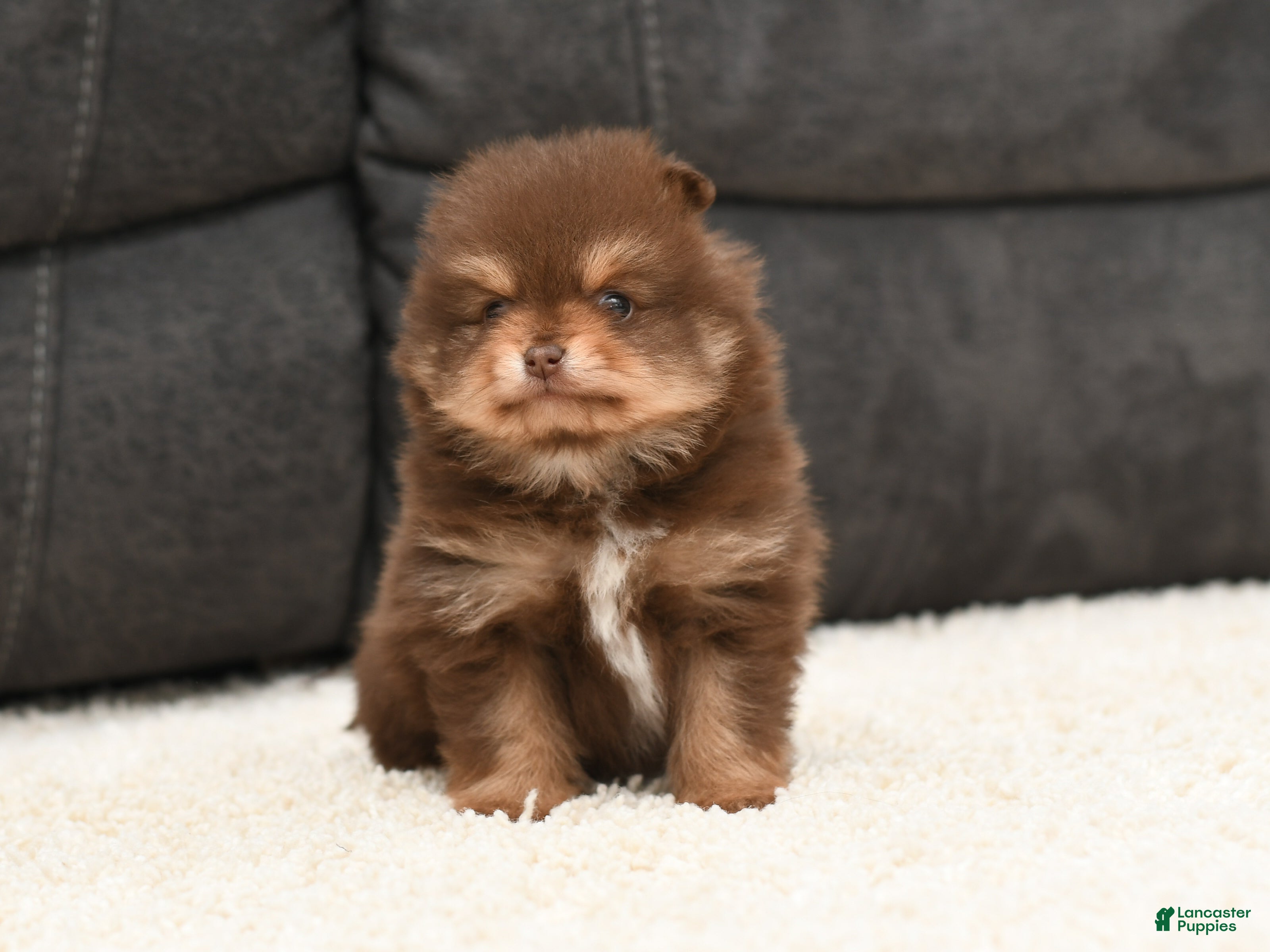 Pomeranian dogs Patrick  - Ad 2