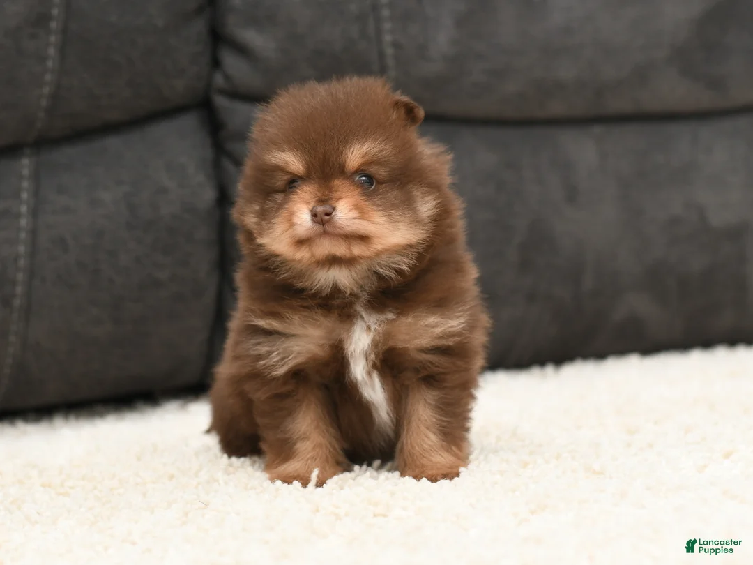 Pomeranian dogs for sale: Patrick  - Ad 2