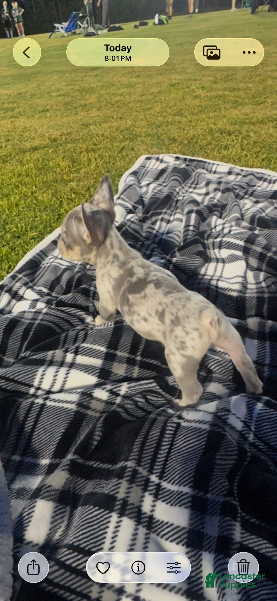 French Bulldog dogs French Bulldog 7 - Ad 2